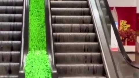 funny cute stylish animal