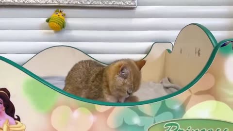 Mom cat carries kitten Meow to dad cat so that he takes care of him(720P_60FPS)