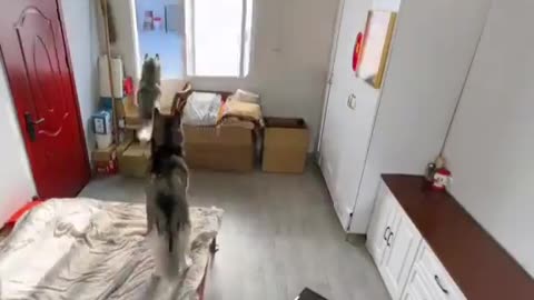 INTELEGENT DOG 😂👋🐶😜🤣