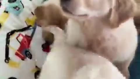 Saying Hello to Adorable Golden Retriever Puppies