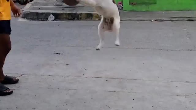 Waldo the Dog Bounces Basketball