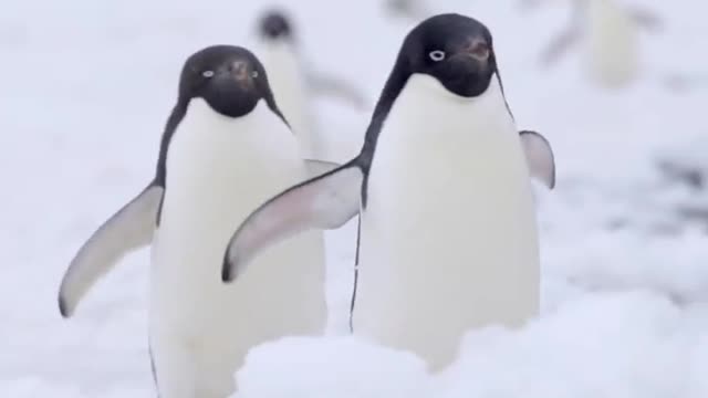 Waddling Waddling. A Penguin's Waddle Is More Efficient Than Walk. 🇦🇶 Cape Hallett