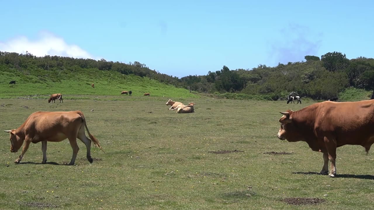 COW HIKER FIGHT