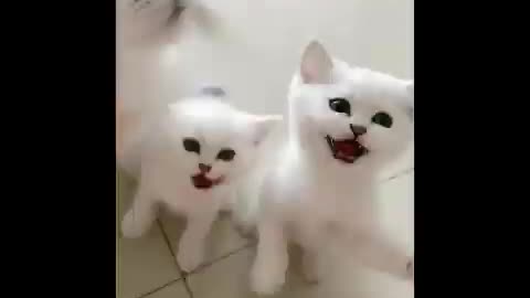 Dogs and cats compilation