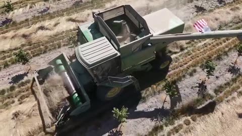 harvesting fescue grass in between the hazelnuts