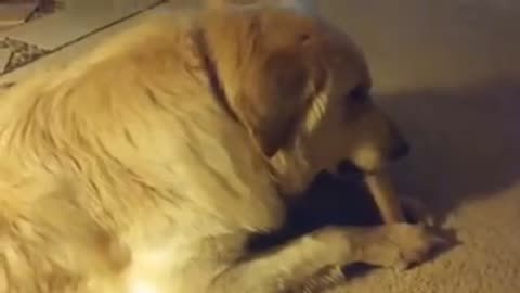 Funny Pets Compilation