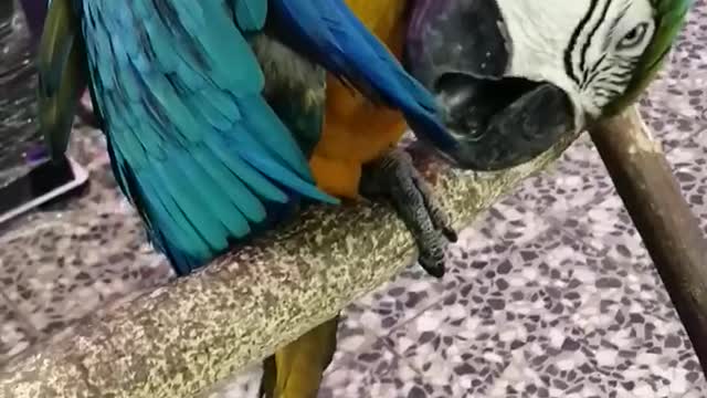 Cute Parrot clean his feathers