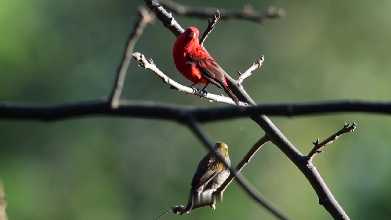 This is scarlet finch, beaty colorfull in the forest