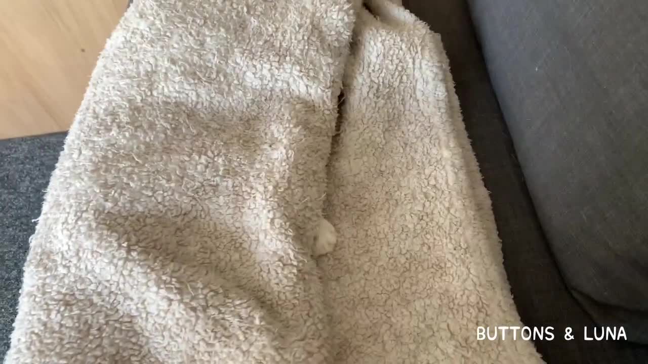 Cat Wraps Herself Up In A Purrito 🐱