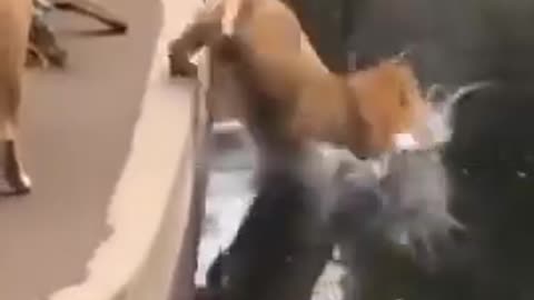 Comedy video scenes 😂😂😛😛