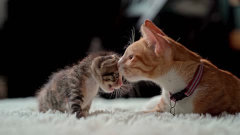 Cat lovingly caressing its baby and looking at its owner