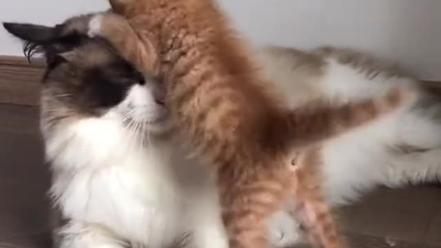 My big cat and my little cat