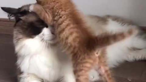 My big cat and my little cat