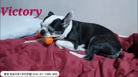 Korea dog dog 🐶 야 집사야 밥상 차려라 배고프다!!!