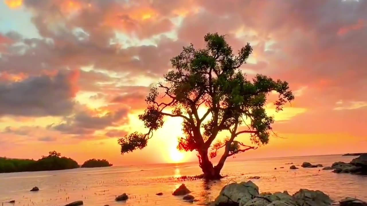 Beautiful Nature Video