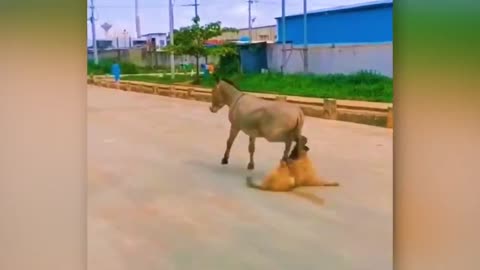 Dog franked with fake leopard, funny animals