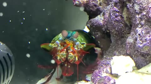 GIANT BLUE CRAB vs GIANT MANTIS SHRIMP! *Epic Battle Royale*