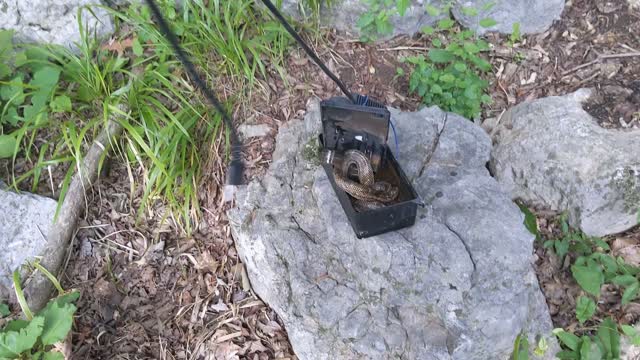 Snake in a condensate pump