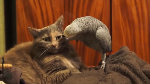 parrot annoys cat