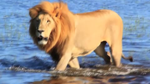 Lion walking in water Okavango Delta