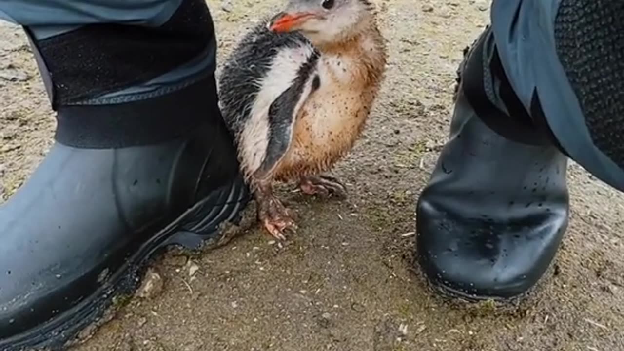 Penguin Chick Turns To Photographer For Protection