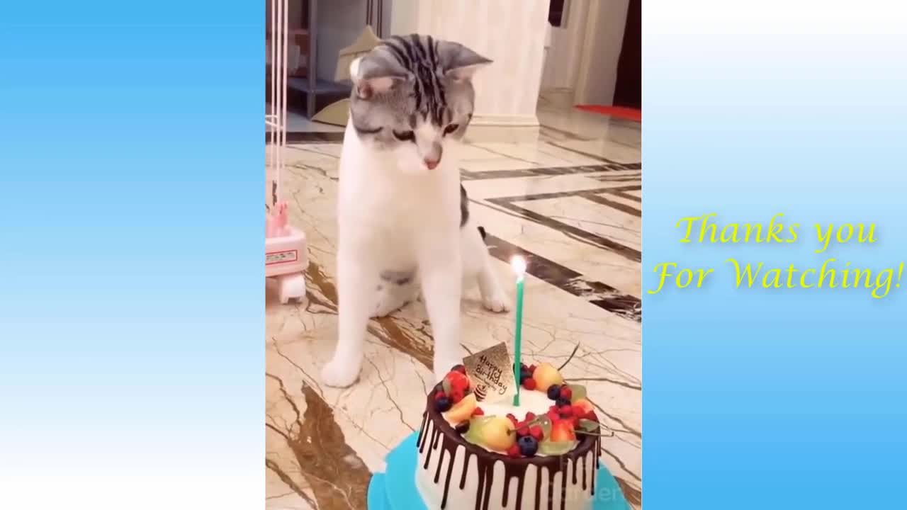 Cat's Life πΊ | Cats and Owners π