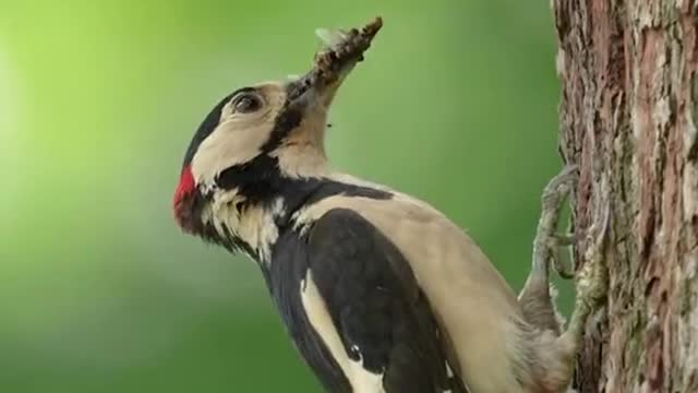 #Nature is beautiful 🤍 #birds #wildlife #peaceful 📹 Lawrence Chatton