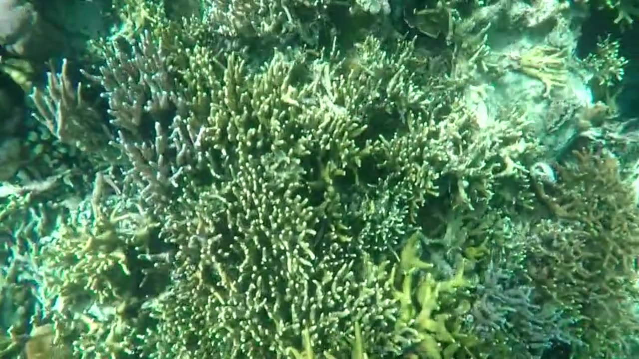 Philippines - Corals of the Calamian Islands