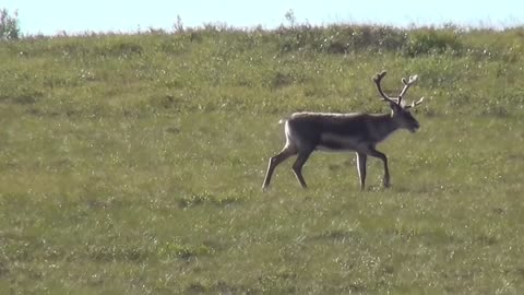 Reindeer in spring.