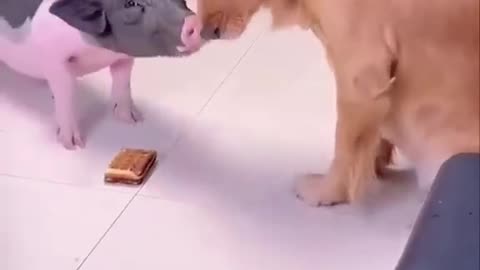 Clever dog