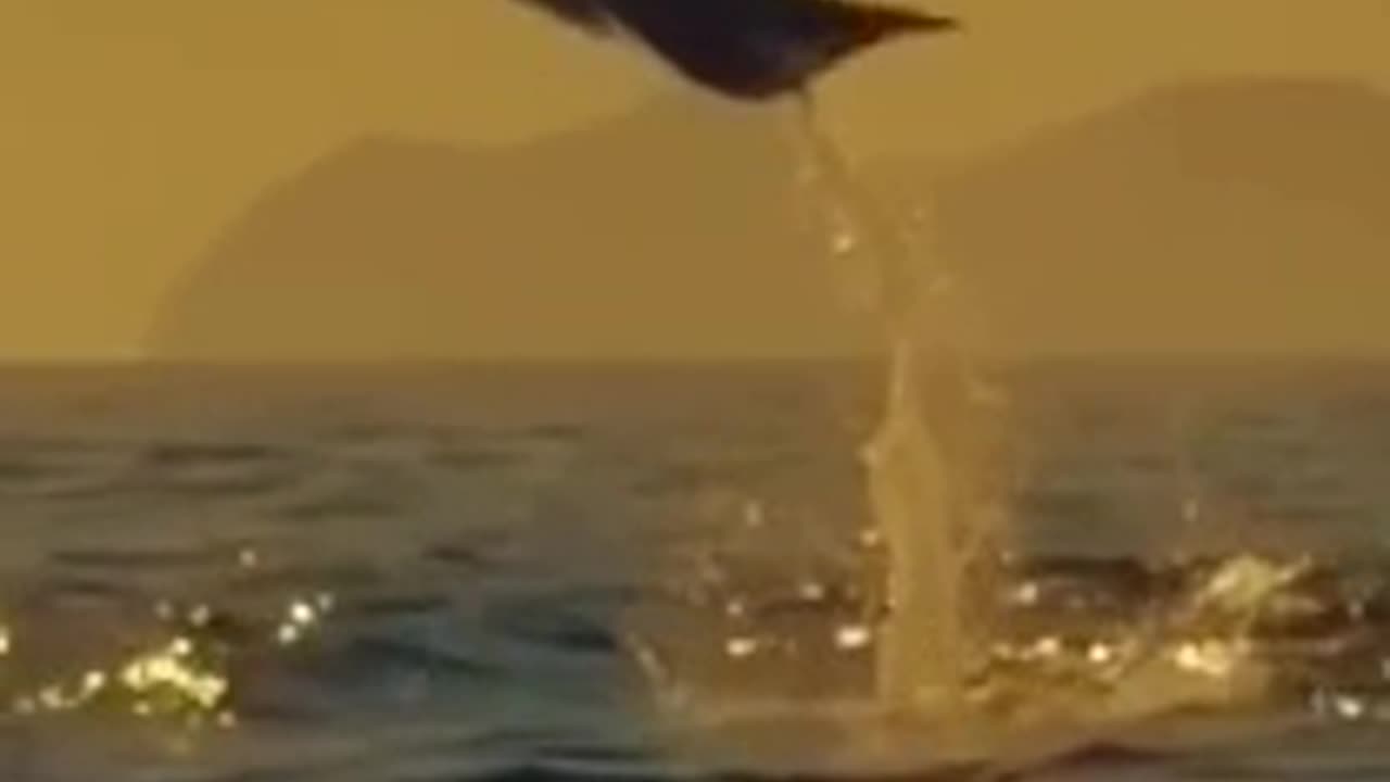 Flying stingrays at sunset