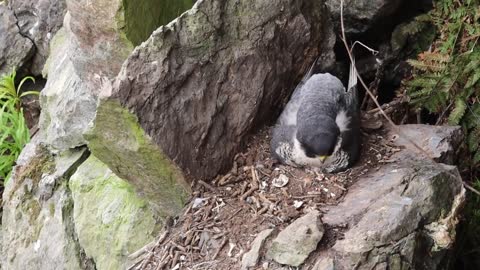 Peregrine Falcon Nesting 4k HQ