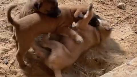 #fnfunnydogs #funny #dog #puppy Brown Black Want to Fight and they Very Happy of