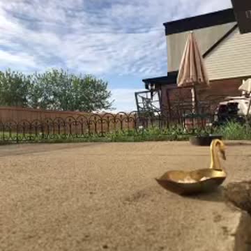 A smartest bird in the world