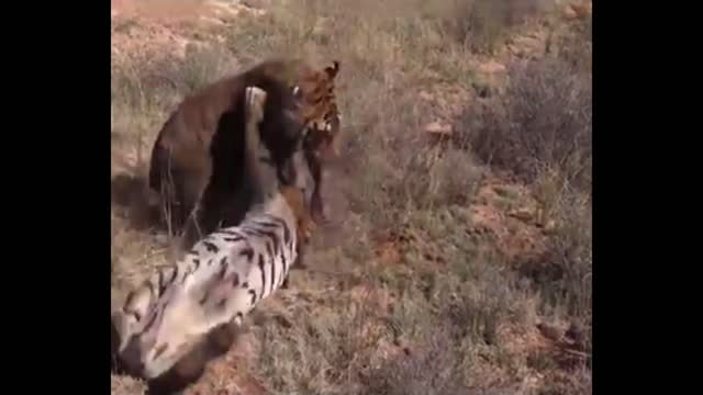Battle of angry tiger