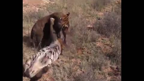 Battle of angry tiger