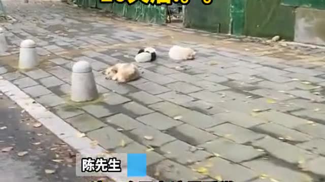 The man disturbed the dog's sleep and was recognized the second time he saw it.