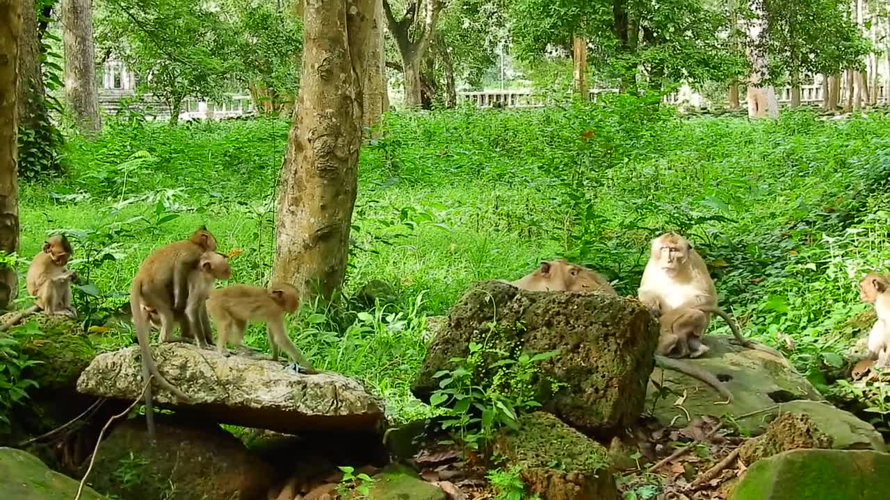 Monkeys in the jungle. Wild life