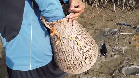 Amazing Catch King Mud Crabs at Mud Sea after Water Low Tide | Season Catch Sea Crabs-13