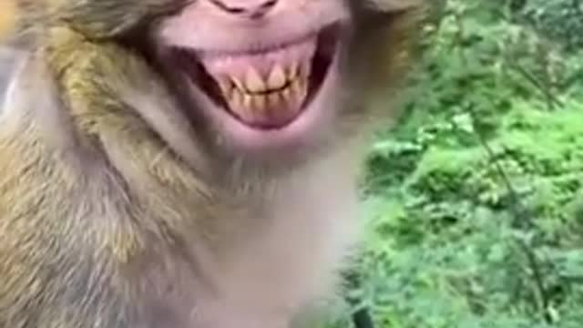 The Monkey Funny video