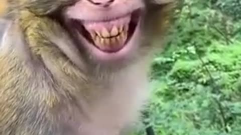 The Monkey Funny video