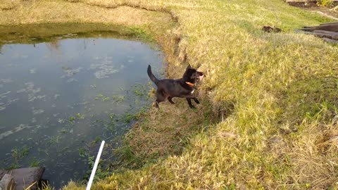 cute dog Play with my ball