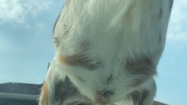 Goat Herd Keeps Car From Leaving