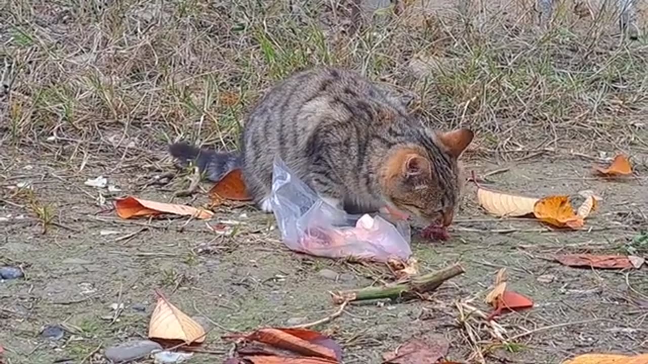 I gave meat to a hungry kitten 🤗 This kitten is a very beautiful ❤️🥰