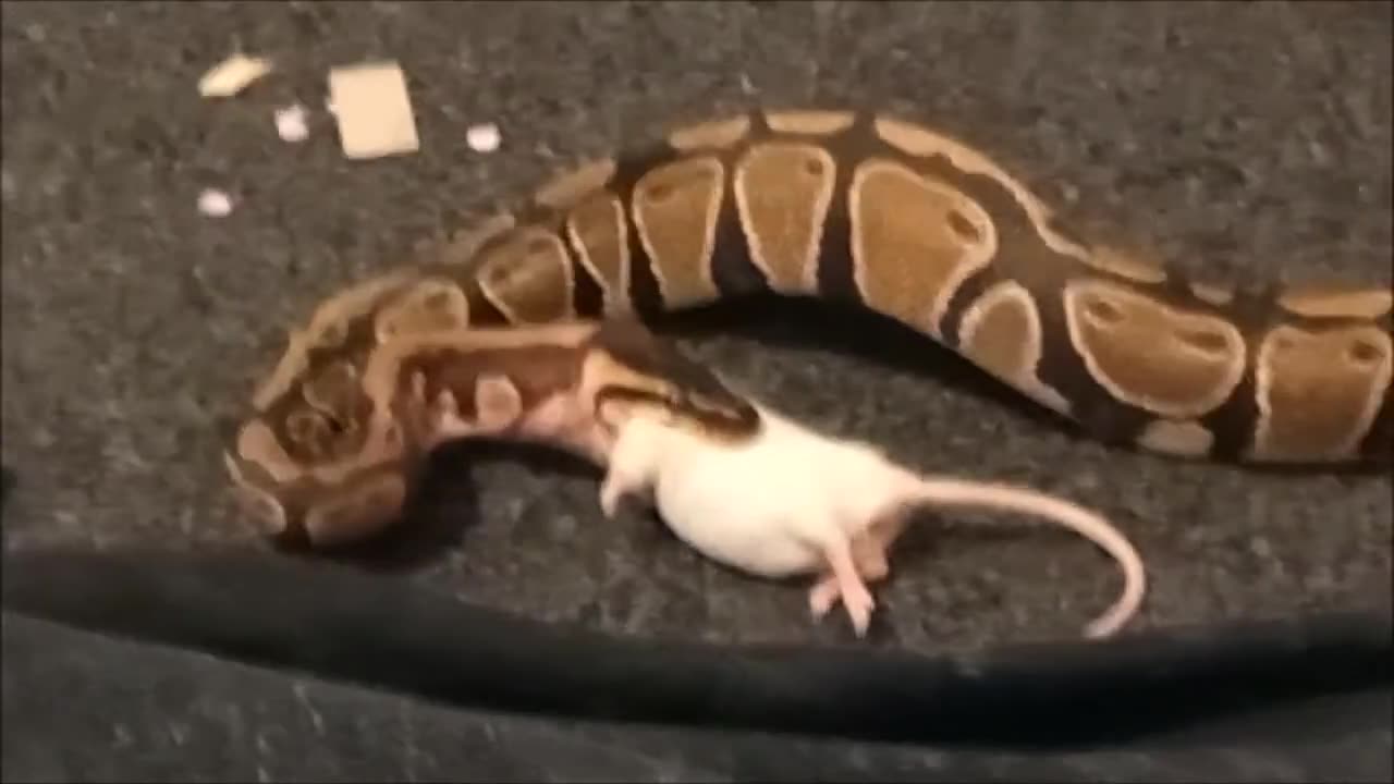 Baby python feeding ritual