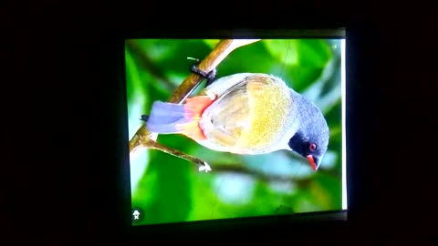 Beautiful birds children likes very much