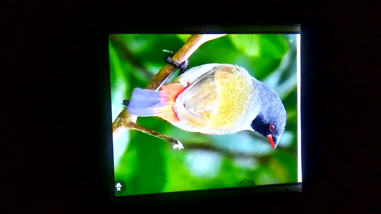 Beautiful birds children likes very much