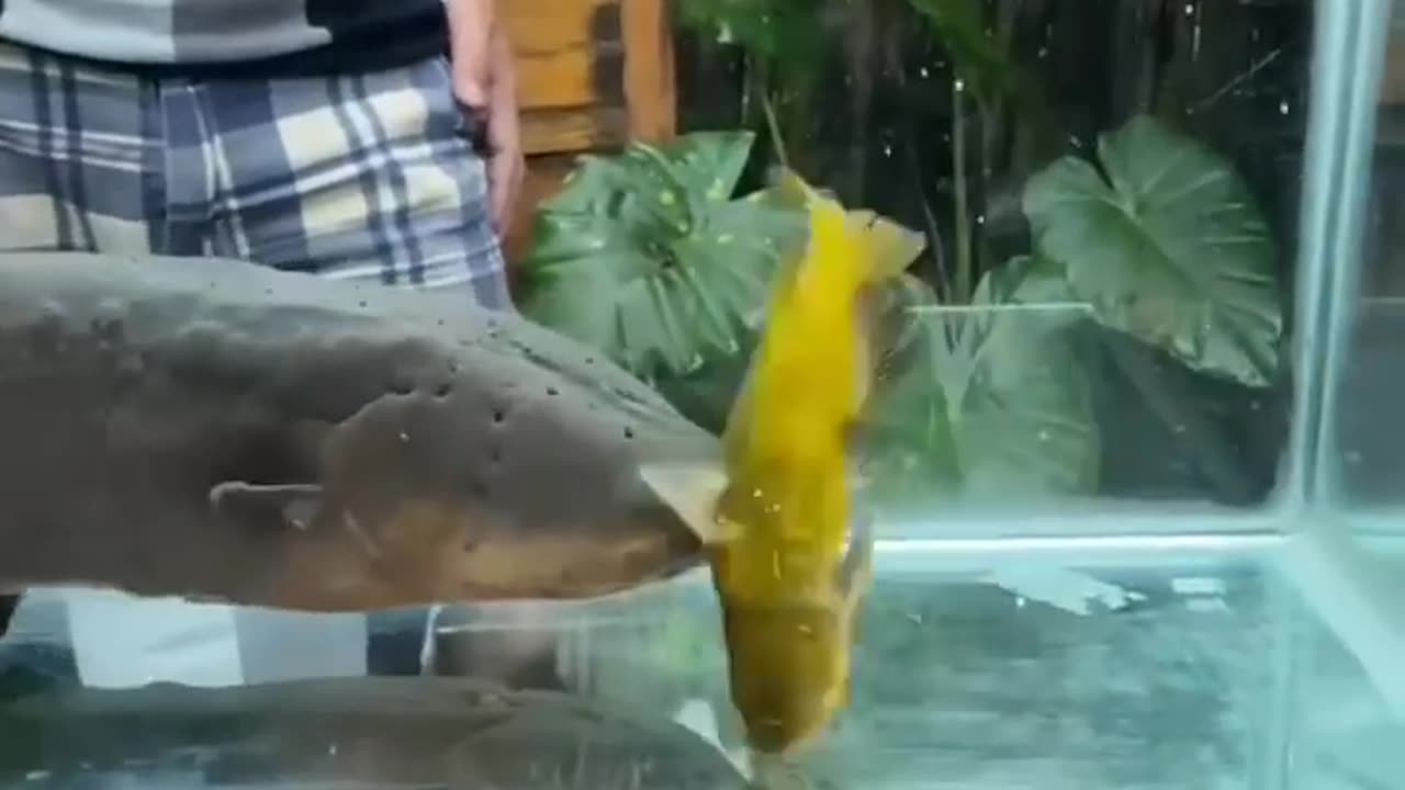 Peixe eletric