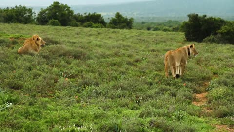 Wildlife Animals