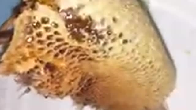 Honey